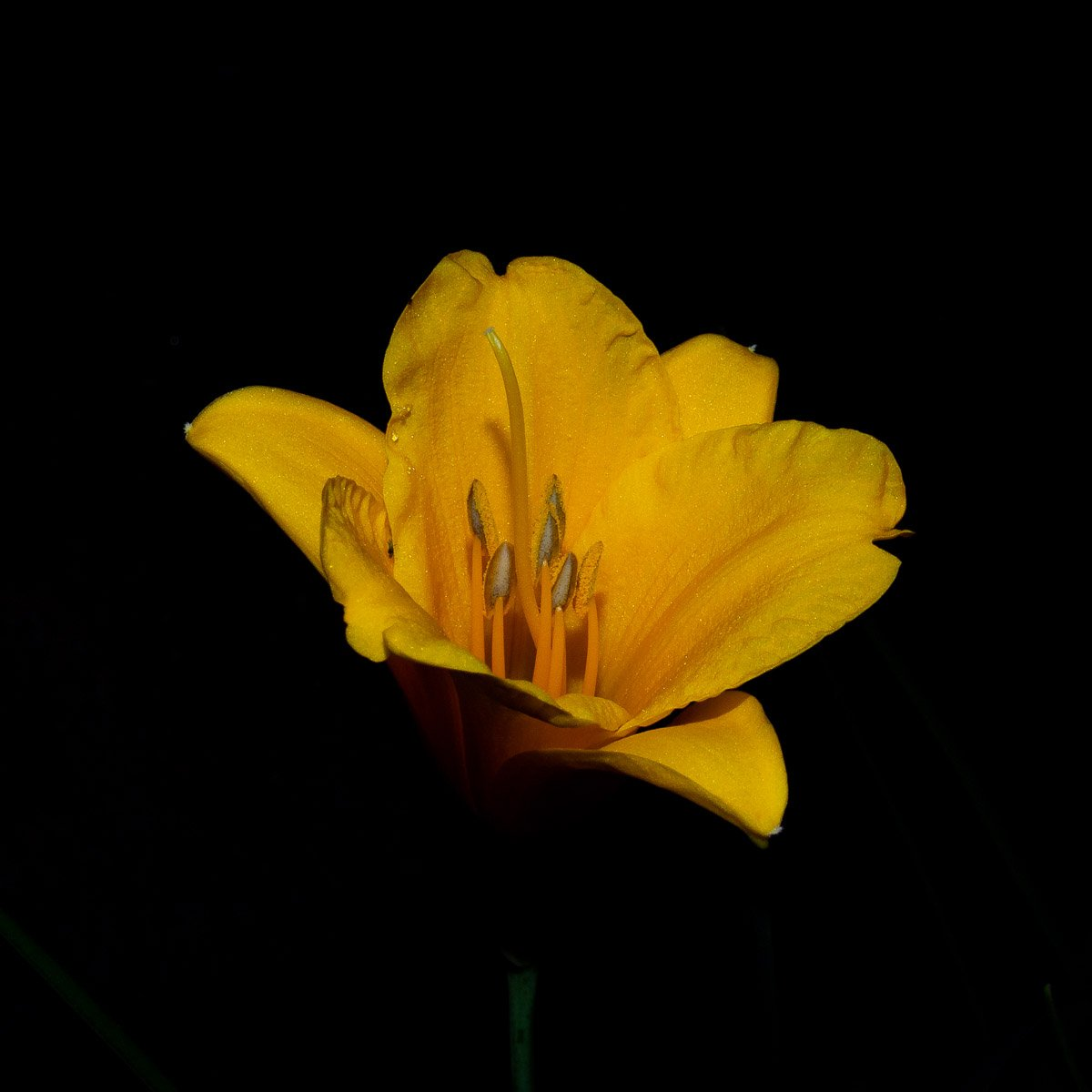 Foto di un giglio giallo fotografato di notte