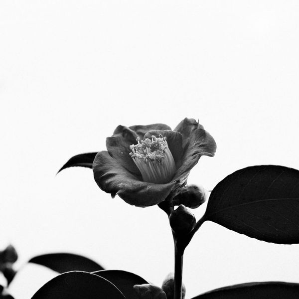 Fotografia al fiore di camelia utilizzando la simulazione pellicola FRGMT B&W per fotocamere Fujifilm