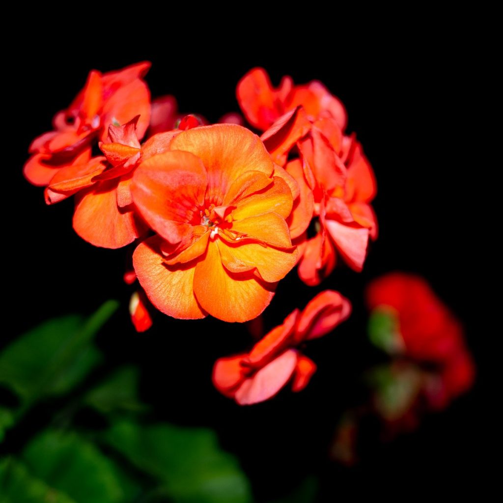 Foto di un geranio fotografato di notte