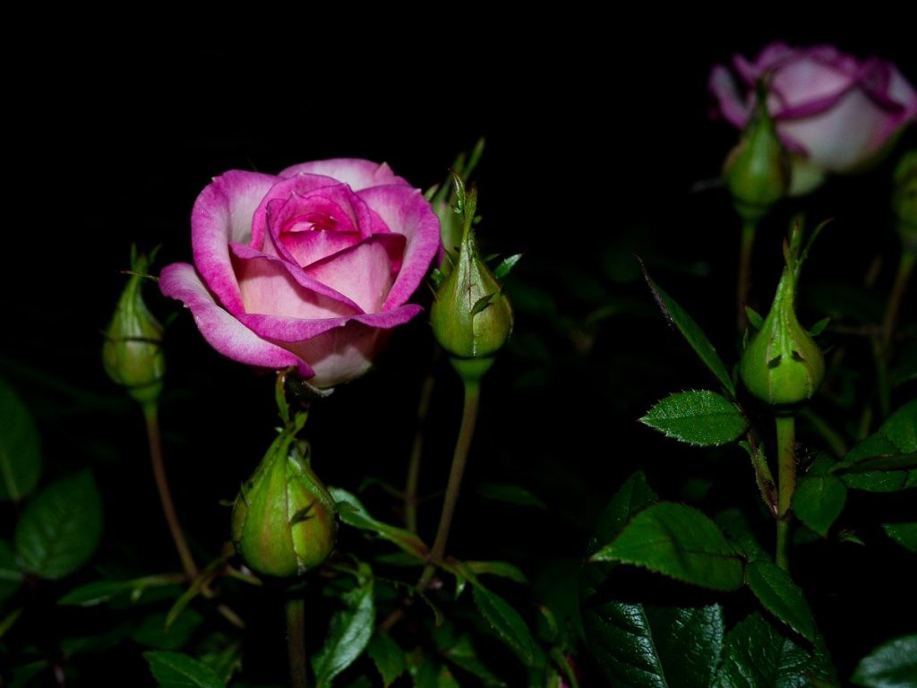 Foto di una rosa fotografata di notte