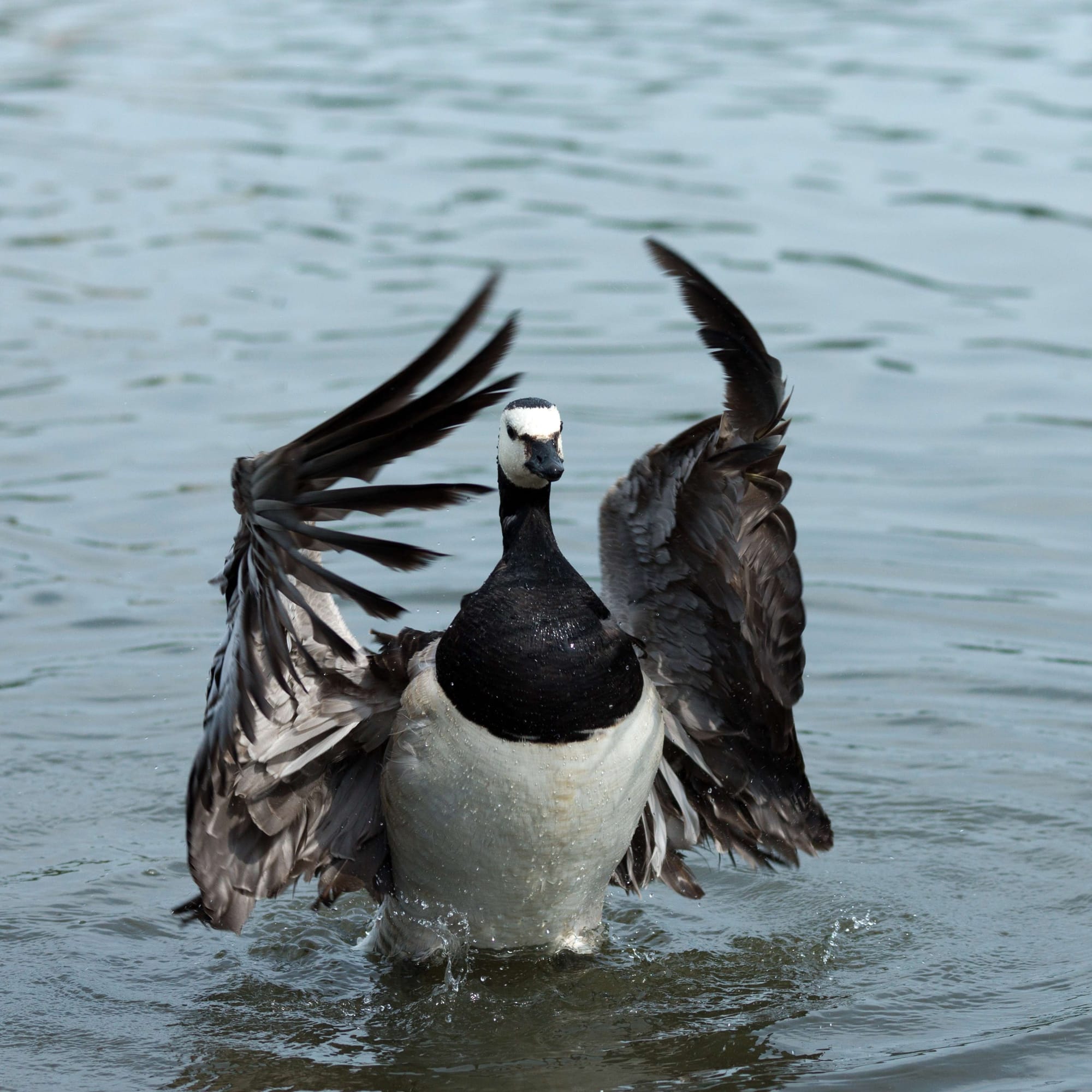 Duck spreading its wings in the water, facing camera
