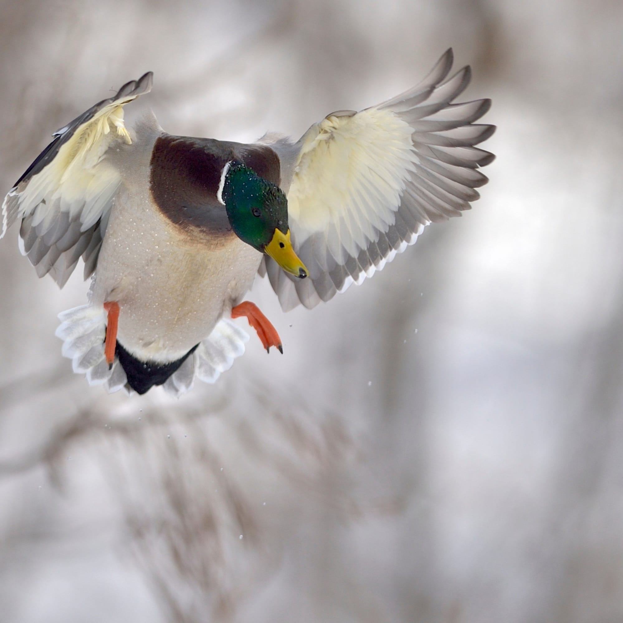 Mallard duck mid-flight with wings spread, blurred background