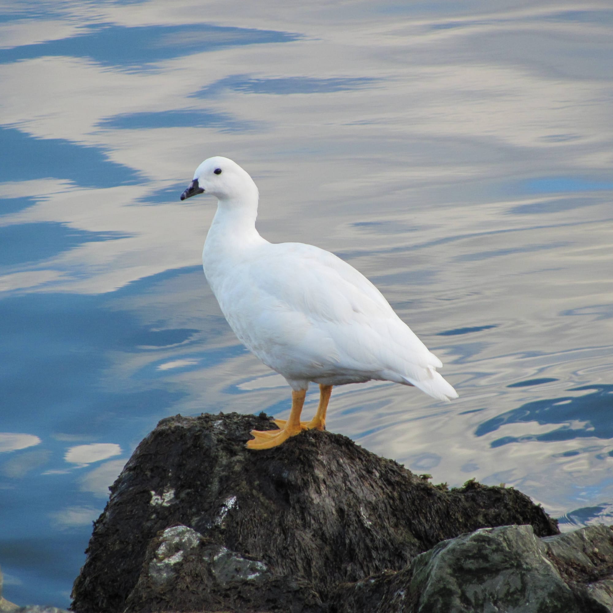 White duck with yellow feet standing on a rock