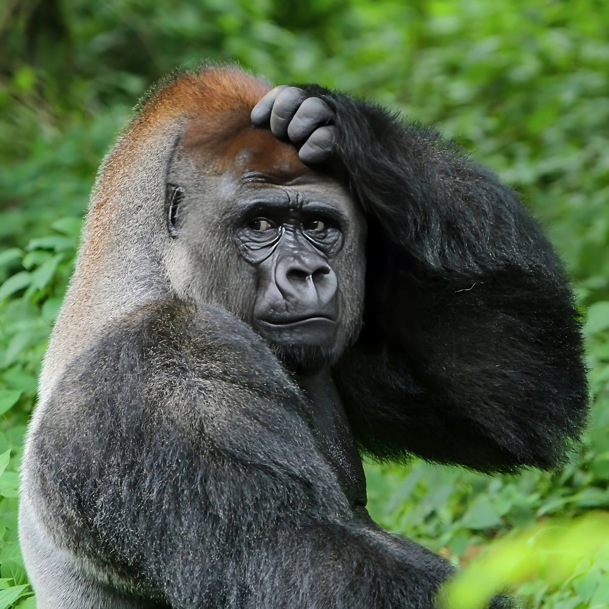 Gorilla scratches head in puzzlement