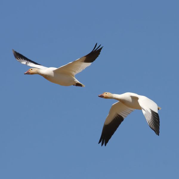 Two white ducks flying together against a clear blue sky