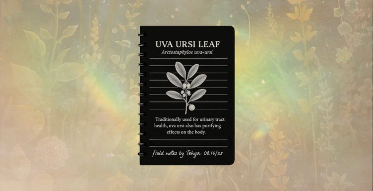 Uva Ursi (Bearberry)