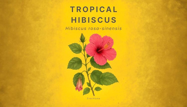 Tropical Hibiscus (Hibiscus rosa-sinensis)