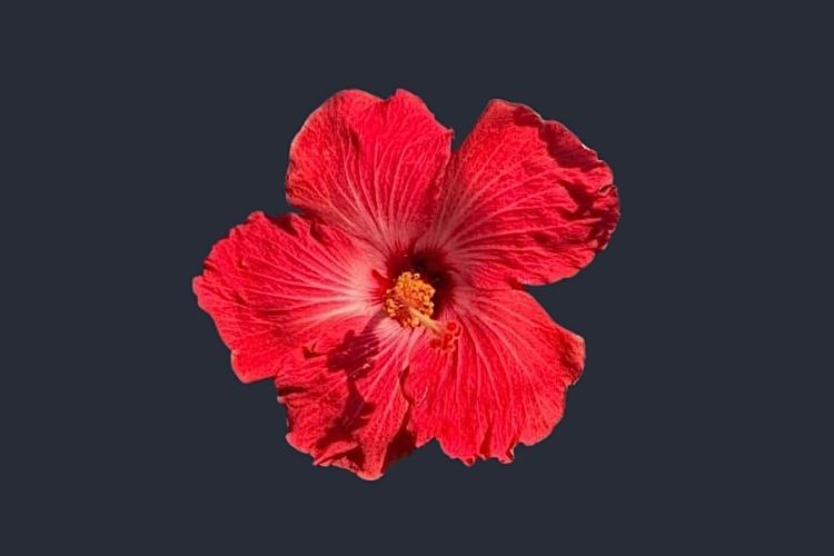 Tropical Hibiscus: Cooling Plant for Overstimulation + Internal Heat