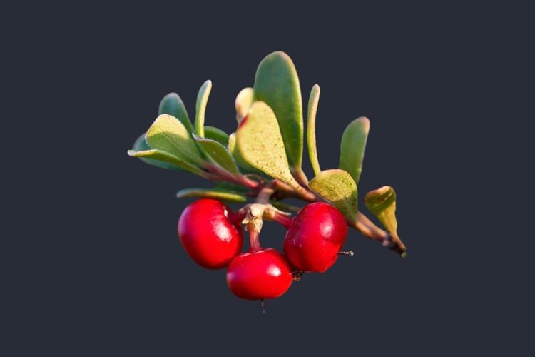 Uva Ursi (Bearberry)