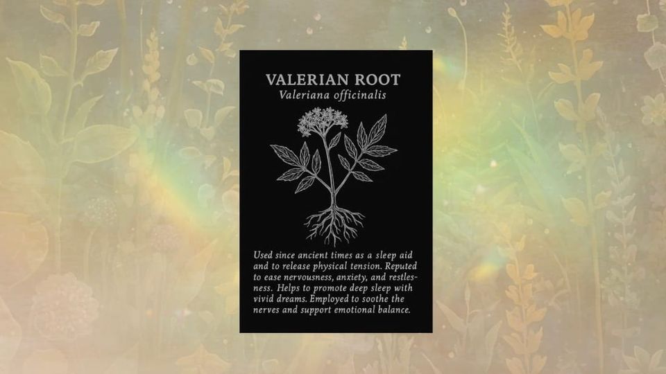 Valerian Root (Valeriana officinalis)
