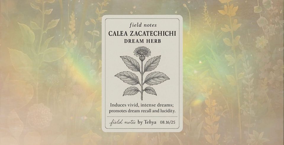 Calea zacatechichi (Dream Herb)