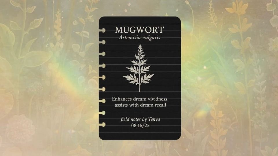 Mugwort (Artemisia vulgaris)