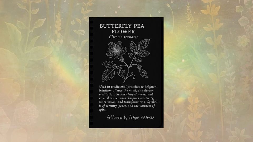 Butterfly Pea (Clitoria ternatea)