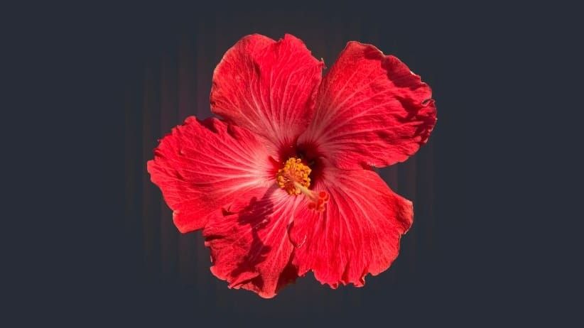 Tropical Hibiscus (Hibiscus rosa-sinensis)