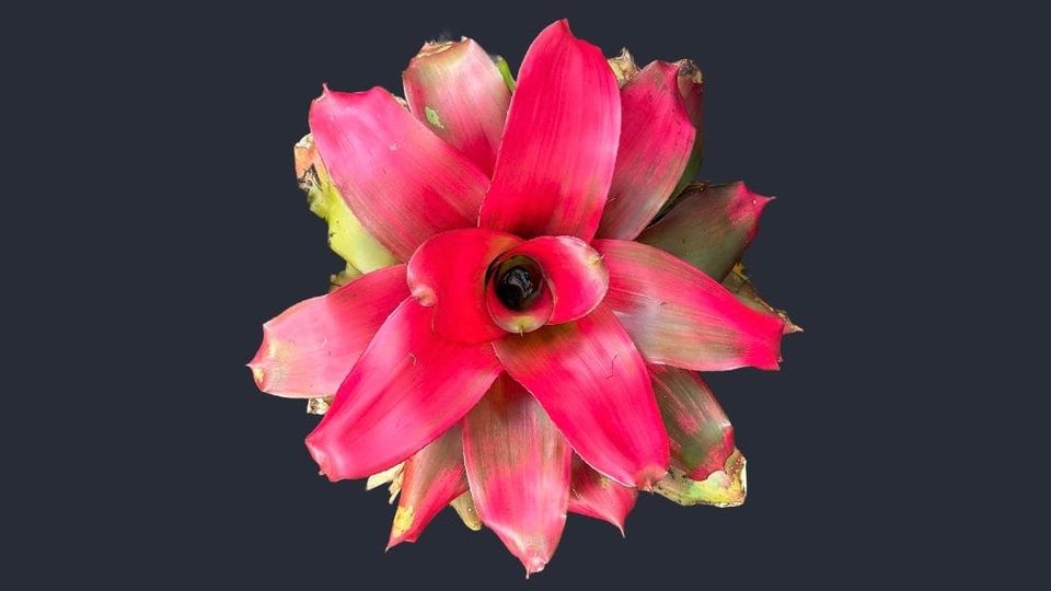 Bromeliad (The Bromeliaceae Family)