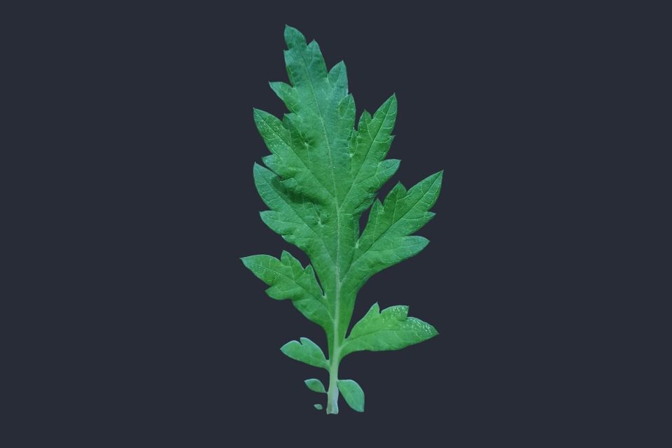 Mugwort (Artemisia vulgaris)