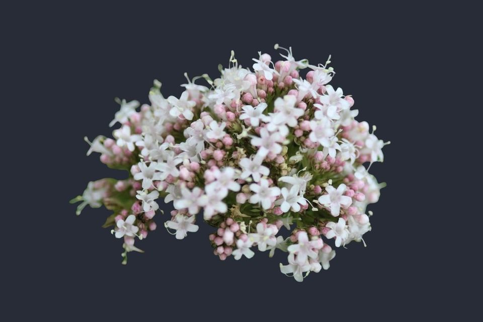 Valerian (Valeriana officinalis)