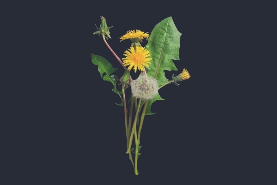 Dandelion (Taraxacum officinale)