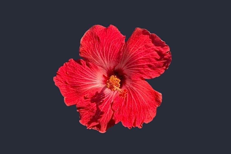 Tropical Hibiscus: Cooling Plant for Overstimulation + Internal Heat