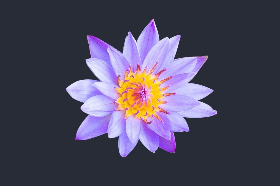 Blue Lotus (Nymphaea caerulea)
