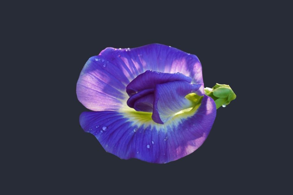 Butterfly Pea (Clitoria ternatea)