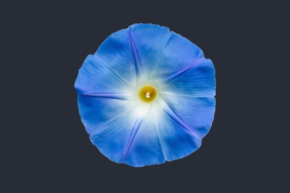 Morning Glory (Ipomoea tricolor)