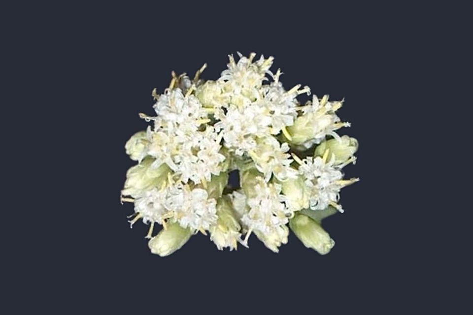 Calea zacatechichi (Dream Herb)