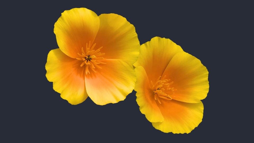 California Poppy (Eschscholzia californica)