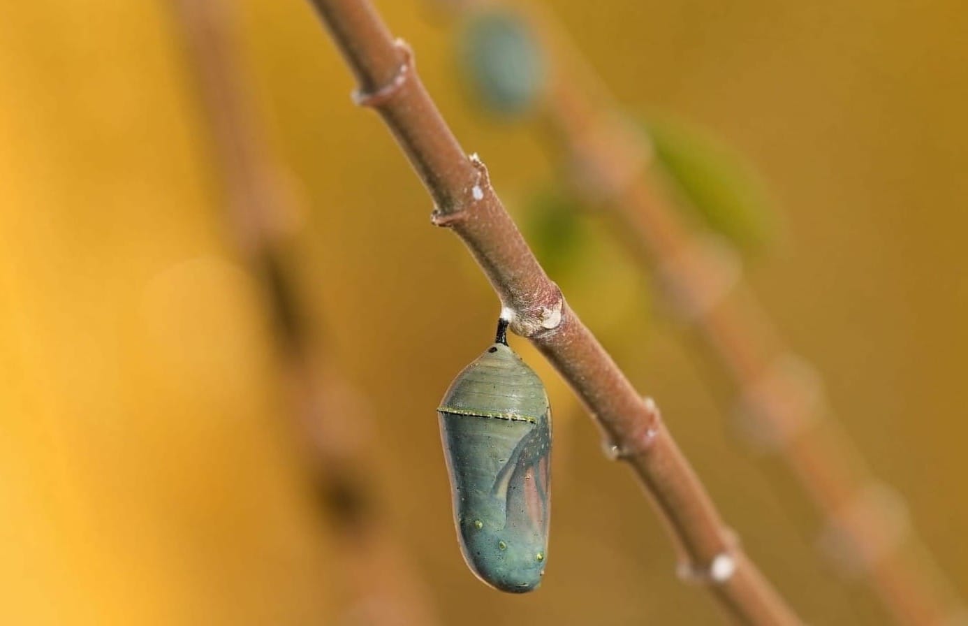 Carlo Parsons Coaching