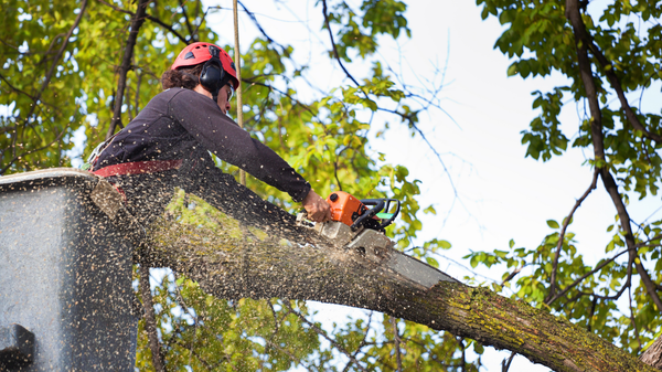 Why Did My California Home Insurance Inspection Require Tree Removal?