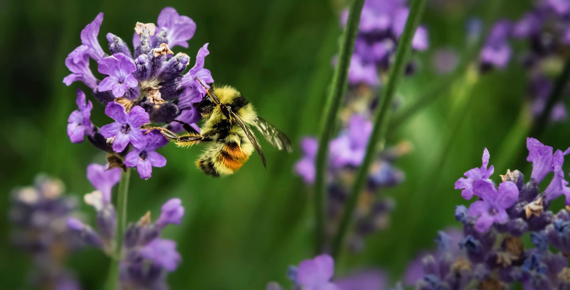 photograph of honeybee drinking from a cluster of purple flowers