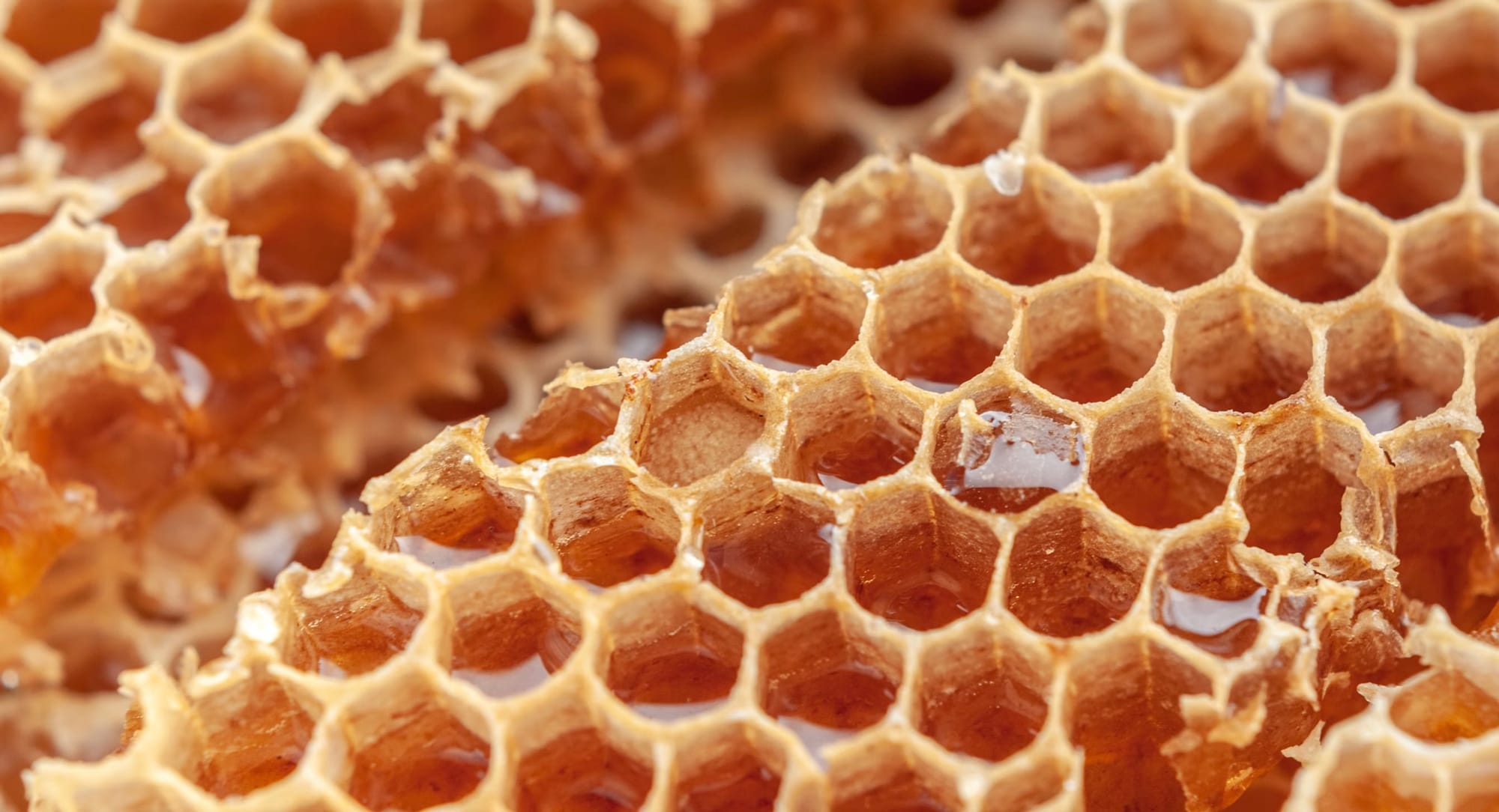 close up photograph of honeycomb, with some cells filled with golden honey