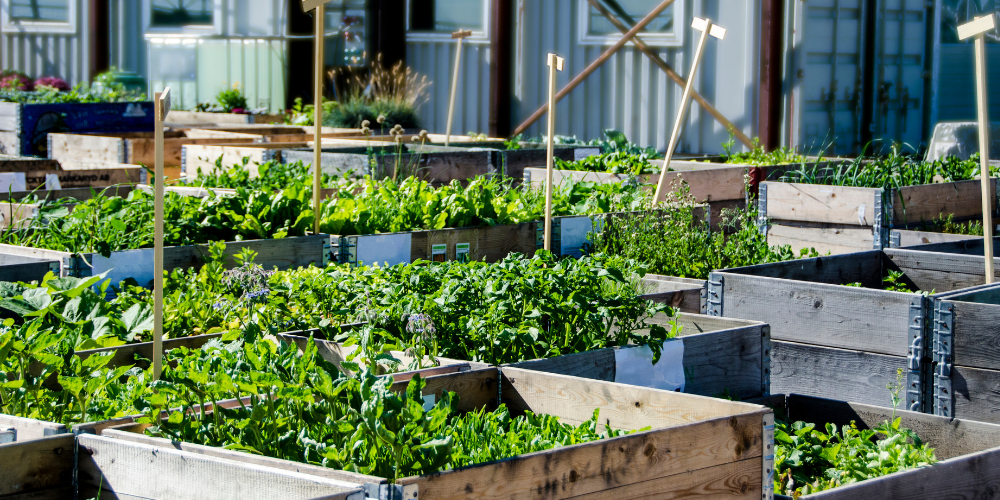 container gardens with green plants bursting out