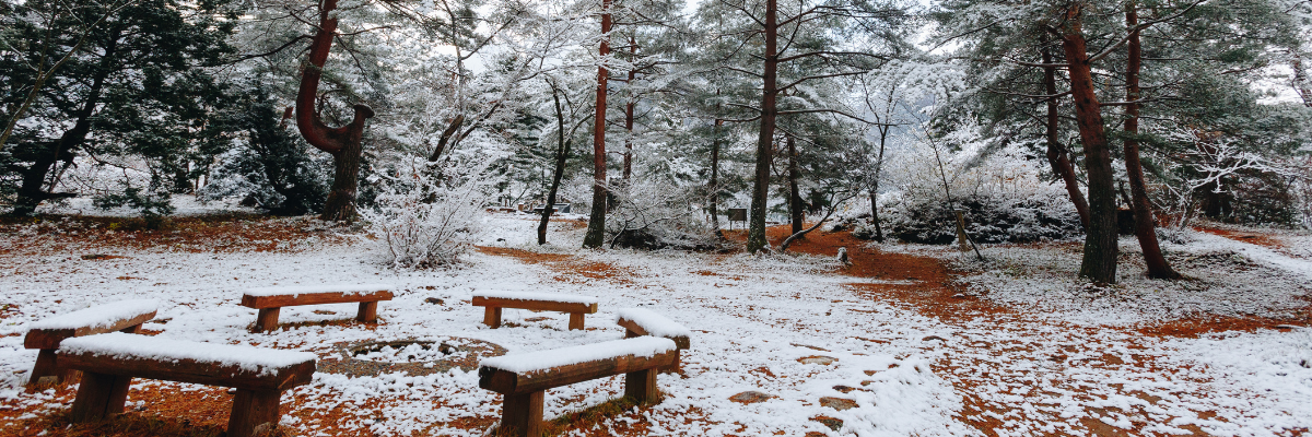 photo of trees in a forest covered in snow, with snow-covered benches surrounded by fallen autumn leaves in the foreground