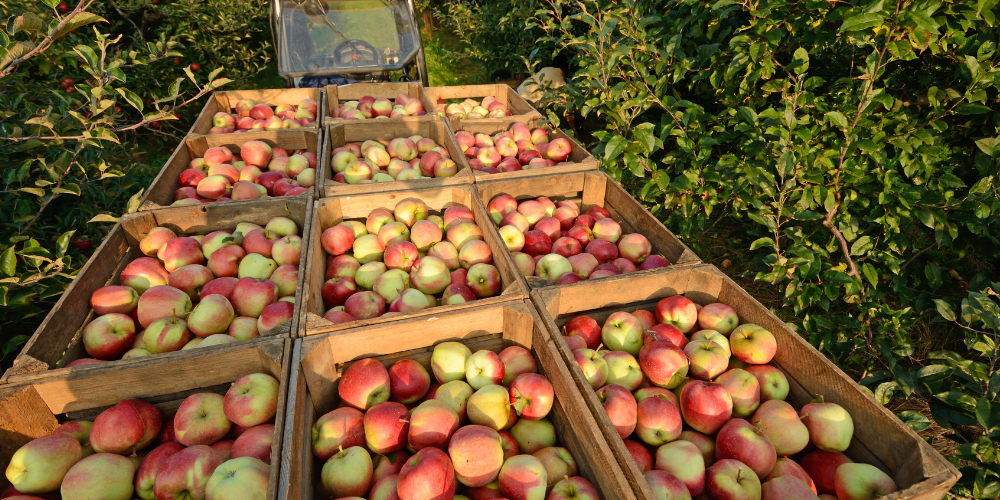 photo of bushels of apples being pulled by a tractor through rows of apple trees