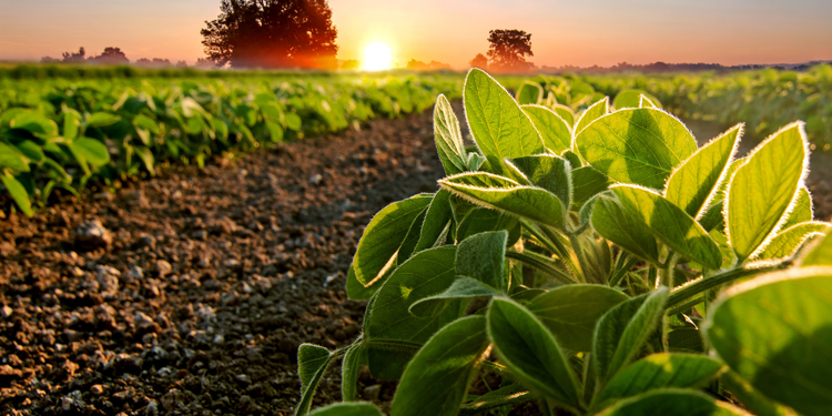 photograph of plants growing in a field with a pink sky and sun rising behind them