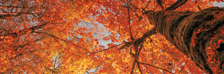 photo from the perspective of looking up at a tall tree with vibrant orange, yellow, and red autumn leaves