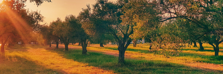 trees in a grove with warm sunlight spilling over them