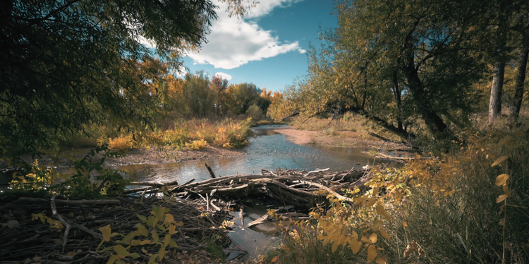 trees and flowing water, blocked by a beaver dam