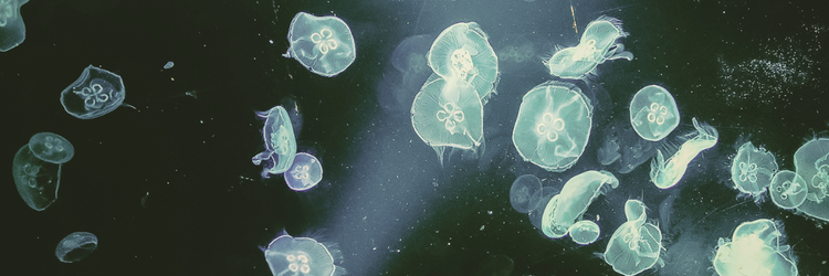 jellyfish suspended underwater