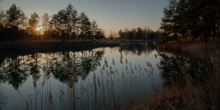 https://unsplash.com/photos/a-lake-surrounded-by-tall-grass-and-trees-1RmC0Hottgg