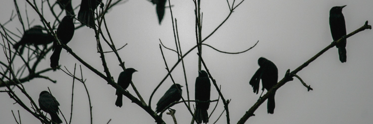 murder of crows resting on bare tree branches
