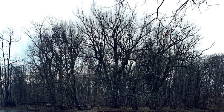 capricorn season & the winter solstice