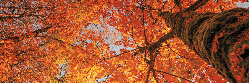 photo from the perspective of looking up at a tall tree with vibrant orange, yellow, and red autumn leaves