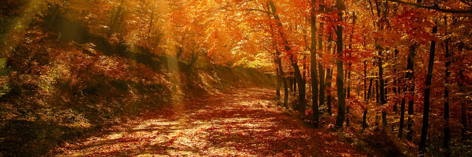 photograph of autumn forest