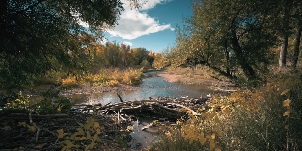 trees and flowing water, blocked by a beaver dam