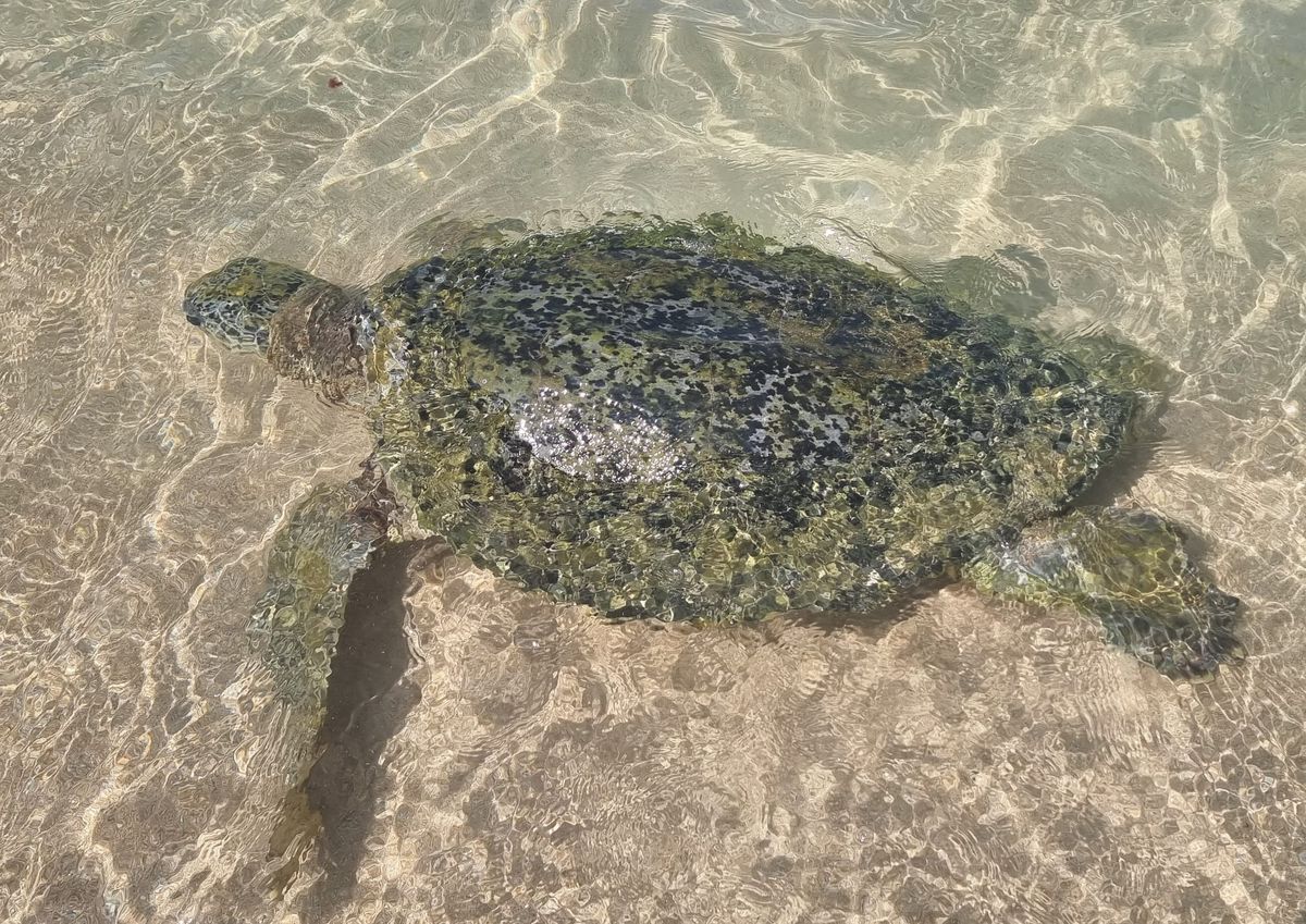 Planet Positive Pulse - April