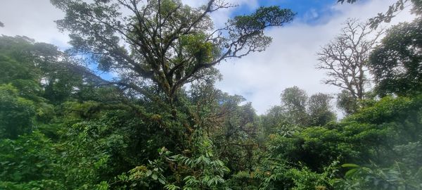 A forest in Costa Rica / a country that has doubled its forest cover since the 1980s