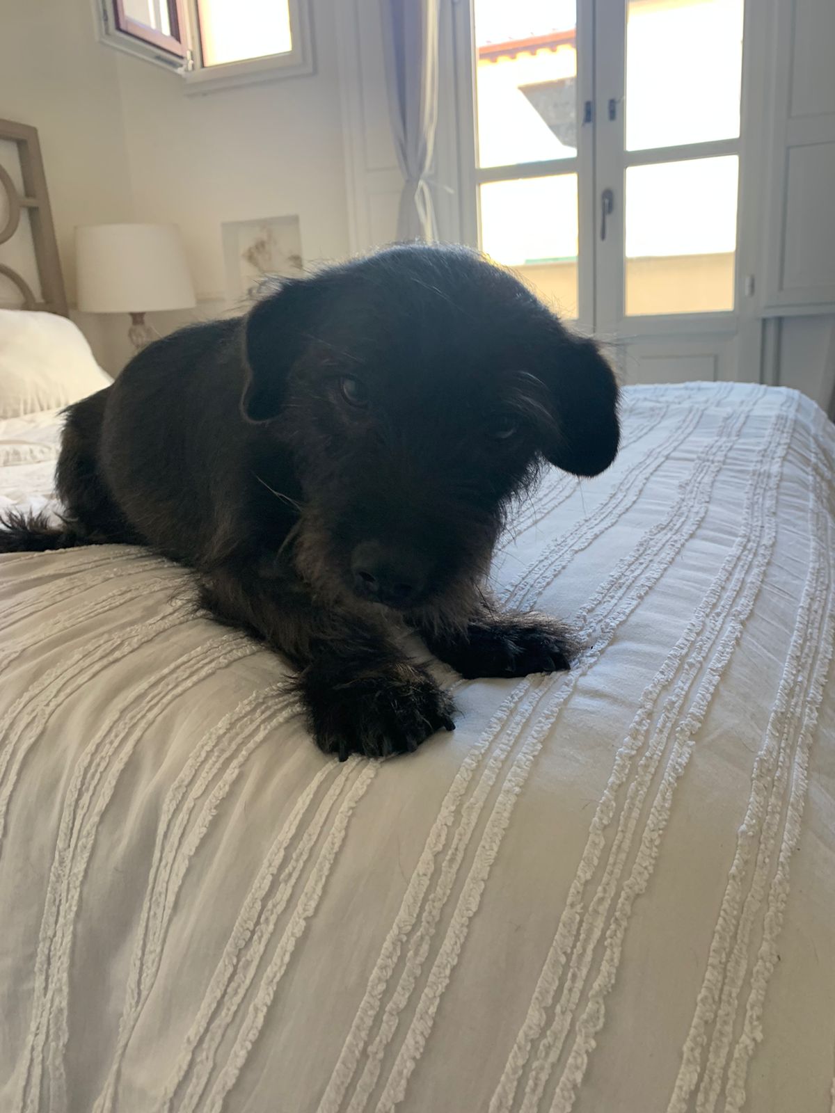 Winnie, a medium-sized dog with black fur, sits shyly on a bed. Her facial hair is a lovely mess.