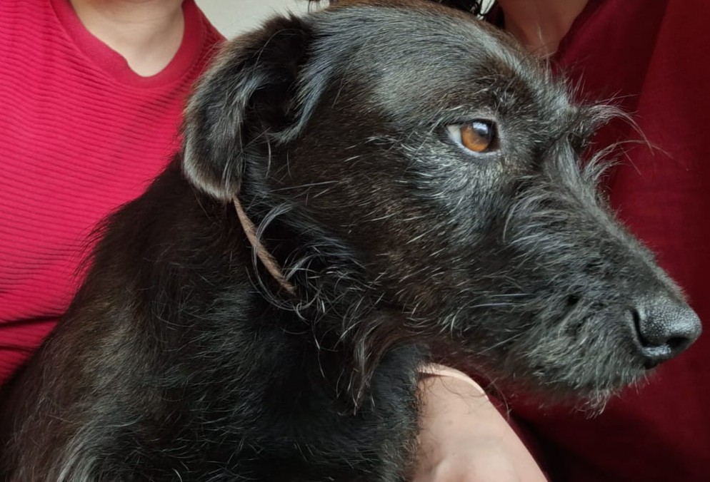 Winnie, my small-to-medium dog with long black fur, looks pensively to the side of the photo. On the background one can see me and my wife.